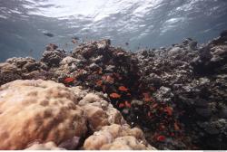 Photo Reference of Umbria Wingate Reef - Sudan